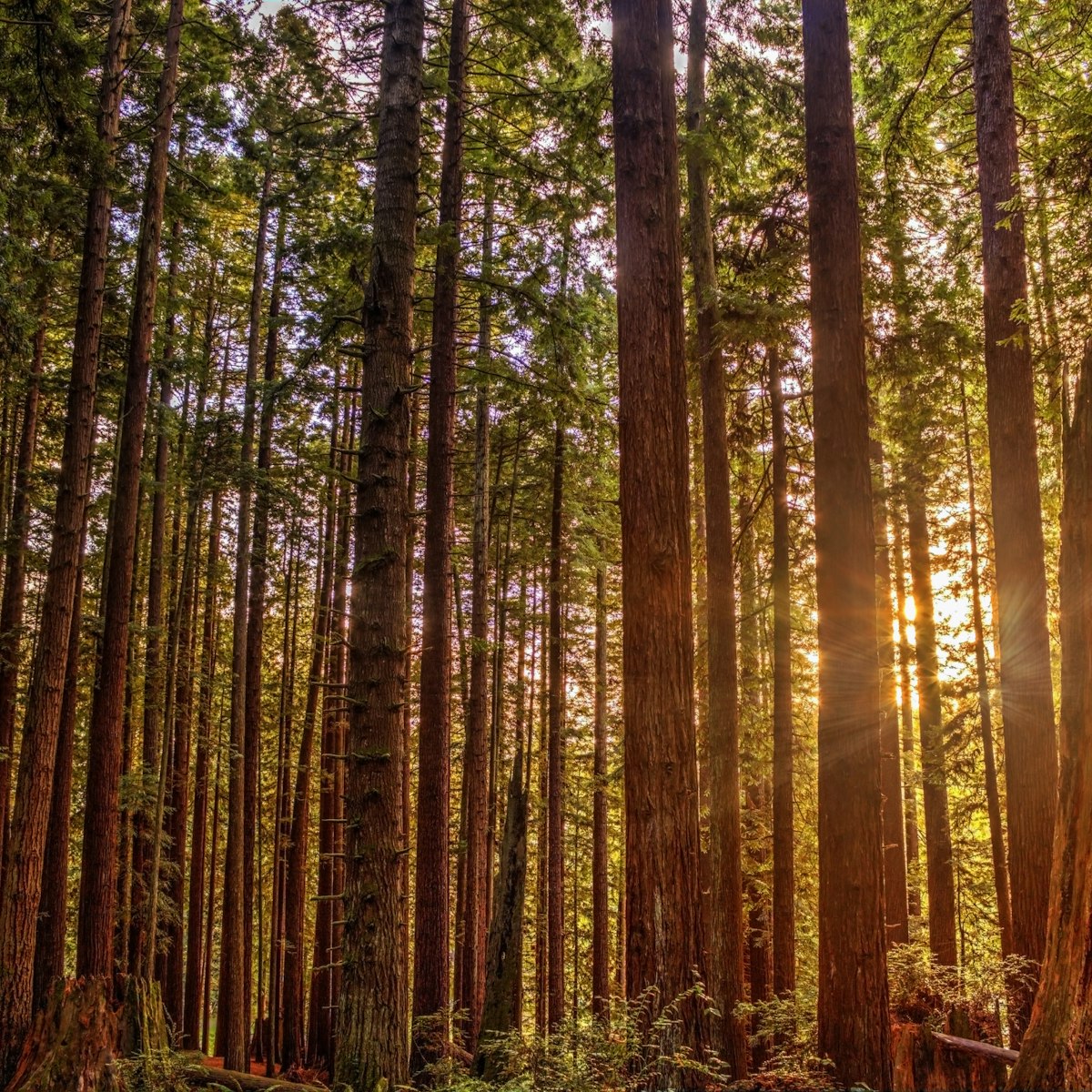 Sun shining through the redwood tree forest in Humboldt County, California.