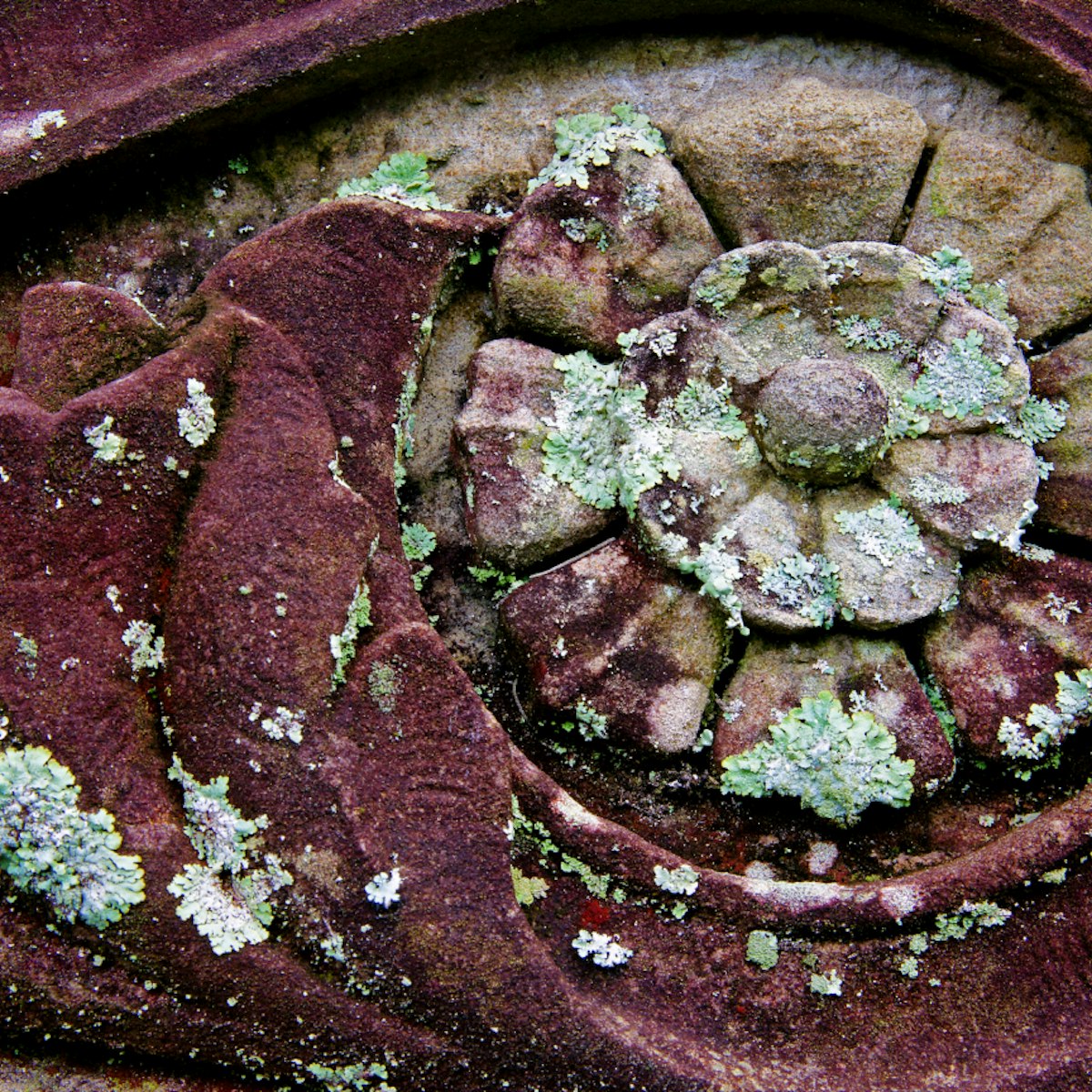 Close-up detail of lichen encrusted stone flower found on tomb at Bonaventue Cemetery near Savannah, Georgia, USA.
