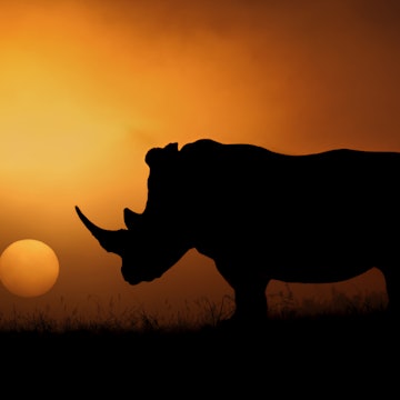White Rhino (Ceratotherium simum)  captured in light mist at sunrise in Kruger, South Africa.....If you would like to join an upcoming photo safari please visit....<a href="www.southcapeimages.com">www.southcapeimages.com</a>