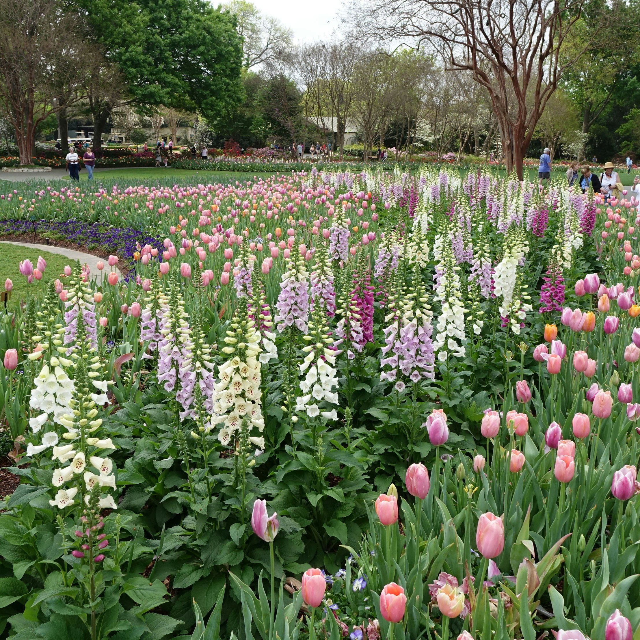 DALLAS, March 23, 2017 -- People visit the flower show "Dallas Blooms: Flower Power" at the Dallas Arboretum and Botanical Garden in Dallas, the United States, March 22, 2017. The flower show was held from Feb. 25 to April 9 under the theme "Peace, love and flower power". (Xinhua/Zhang Yongxing via Getty Images)