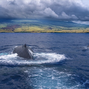 Humpback wales, Big Island of Hawaii
