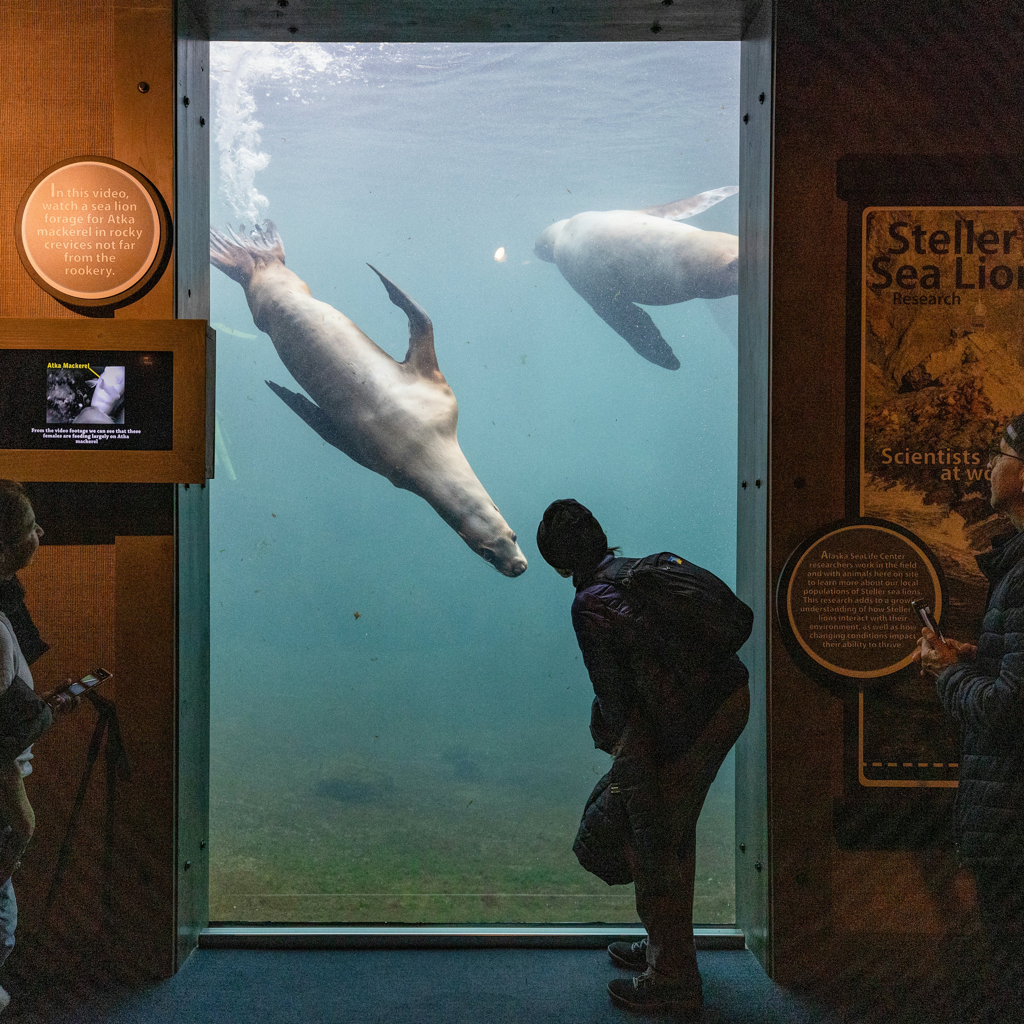 Alaska Sealife Center in Seward.