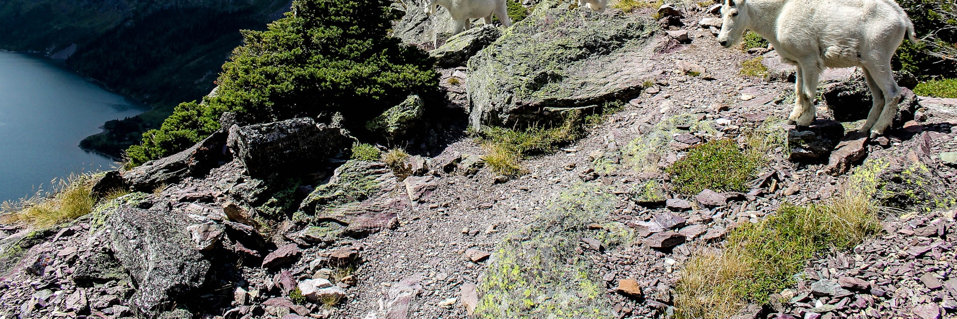 A family of goats near Gunsight Pass in Glacier National Park