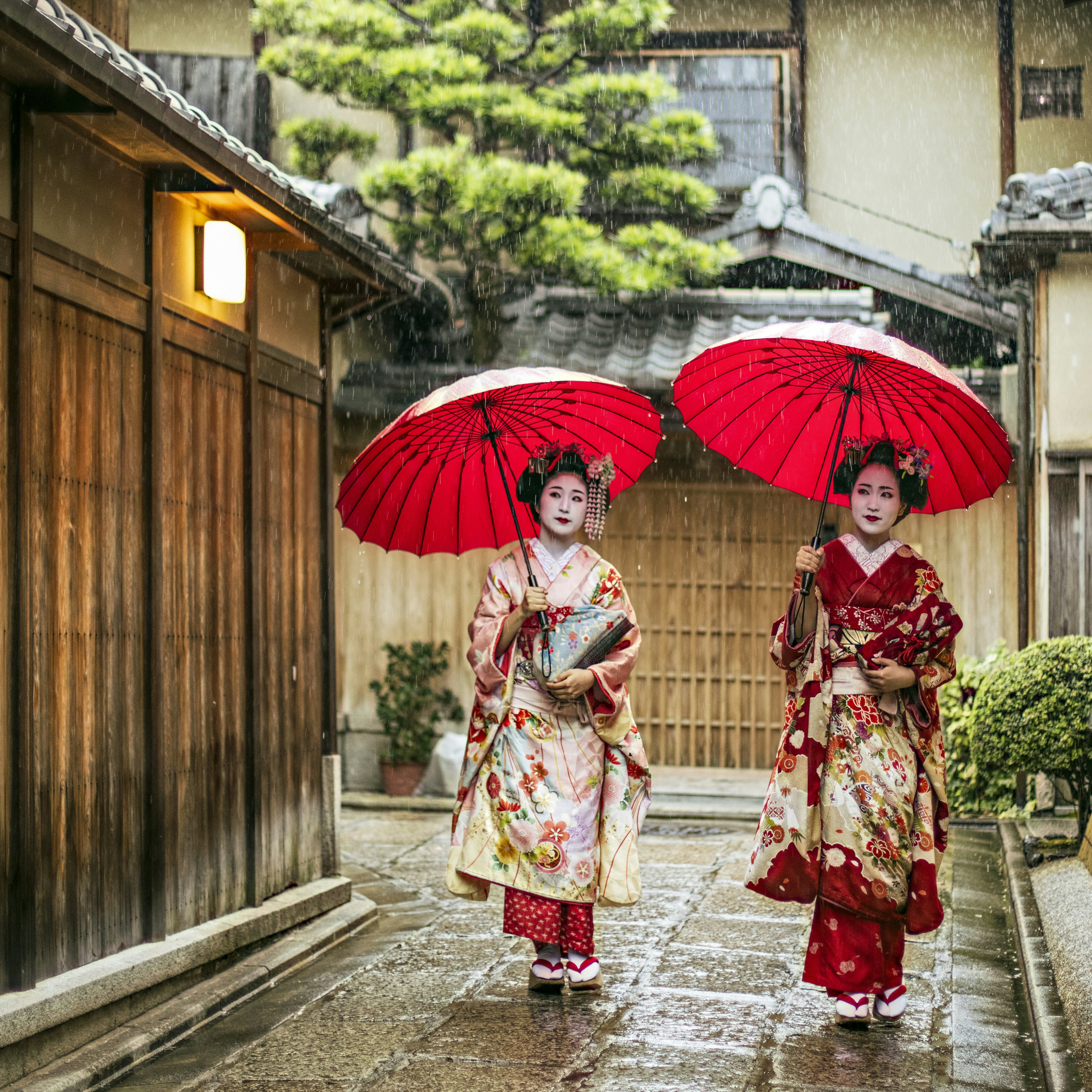 Full length of young maikos holding red umbrellas during rainy season. Beautiful geisha girls wearing traditional dress called kimono. They are walking on wet street.
641625768