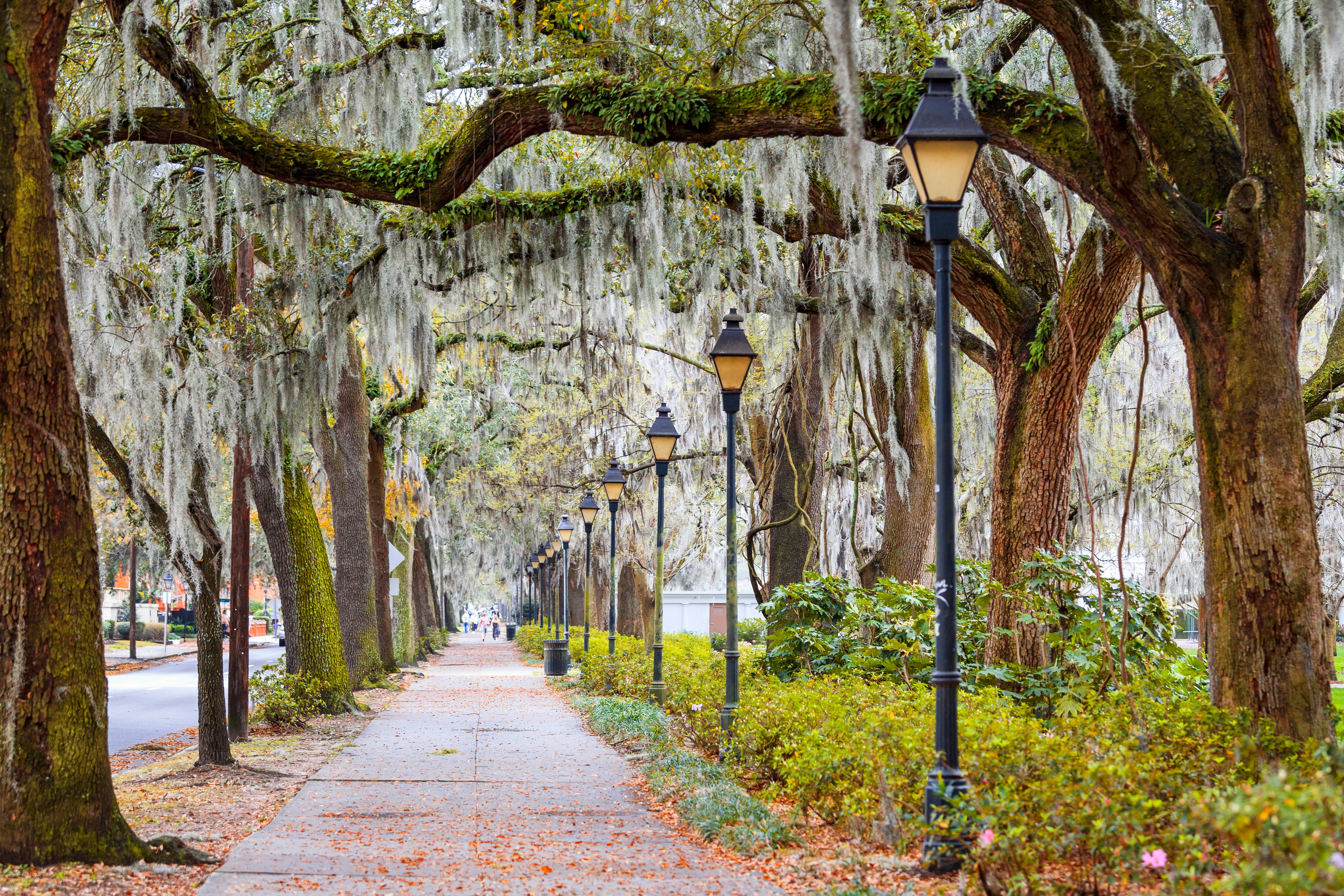 A sidewalk in Savannah, Georgia, is lined with old-fashioned lampposts and sheltered by Spanish moss dangling from the trees above.
