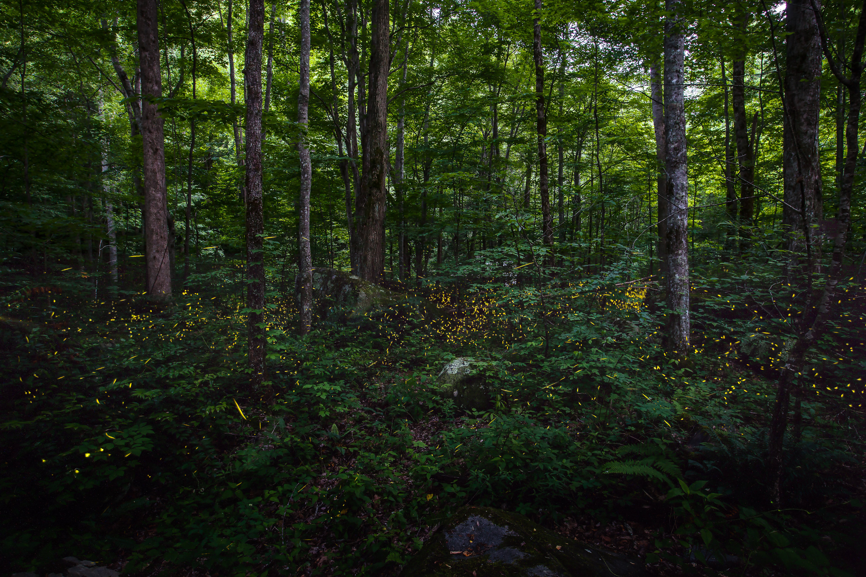 Synchronous Fireflies