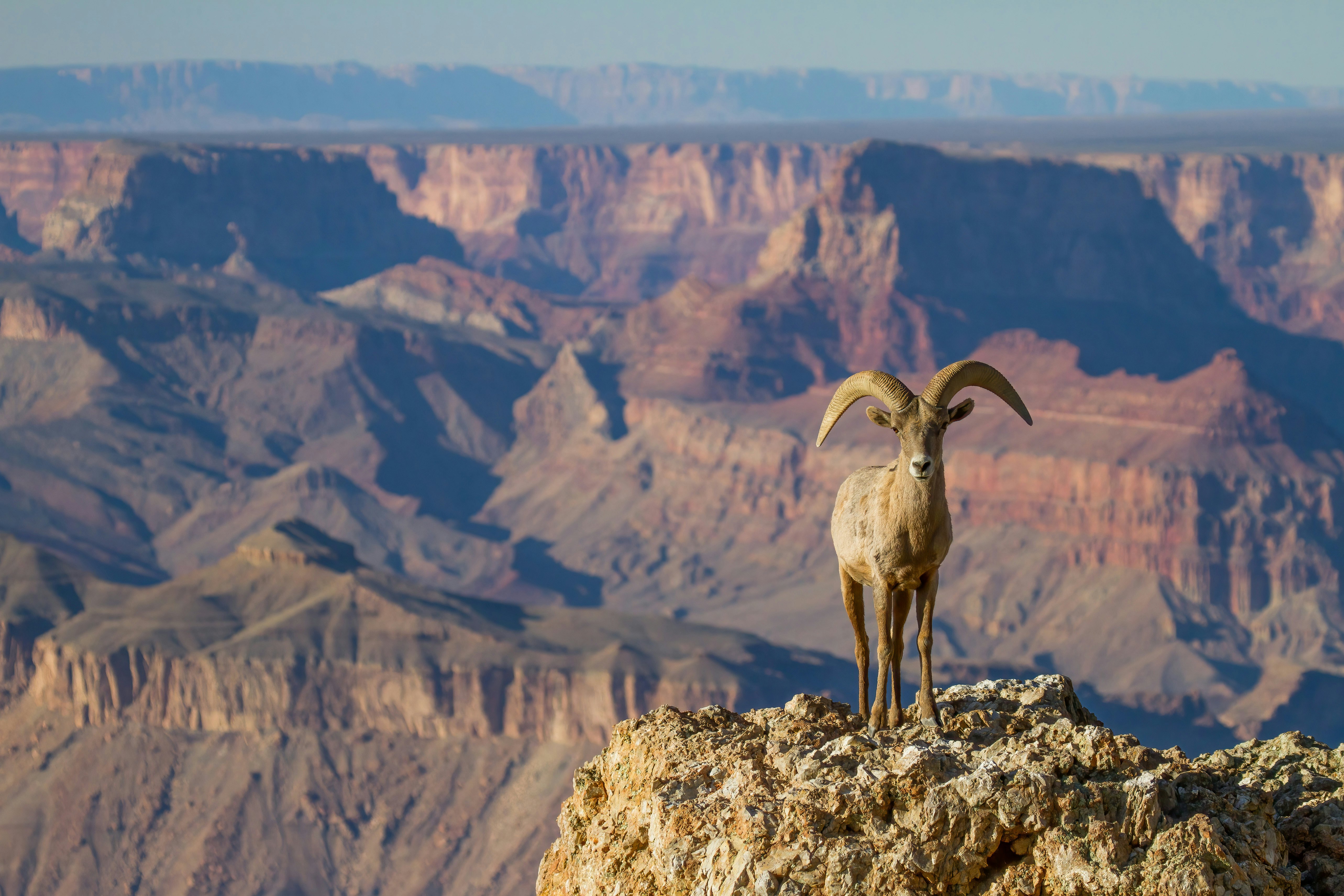 Desert Big Horn Ram Sheep at Grand Canyon National Park Arizona