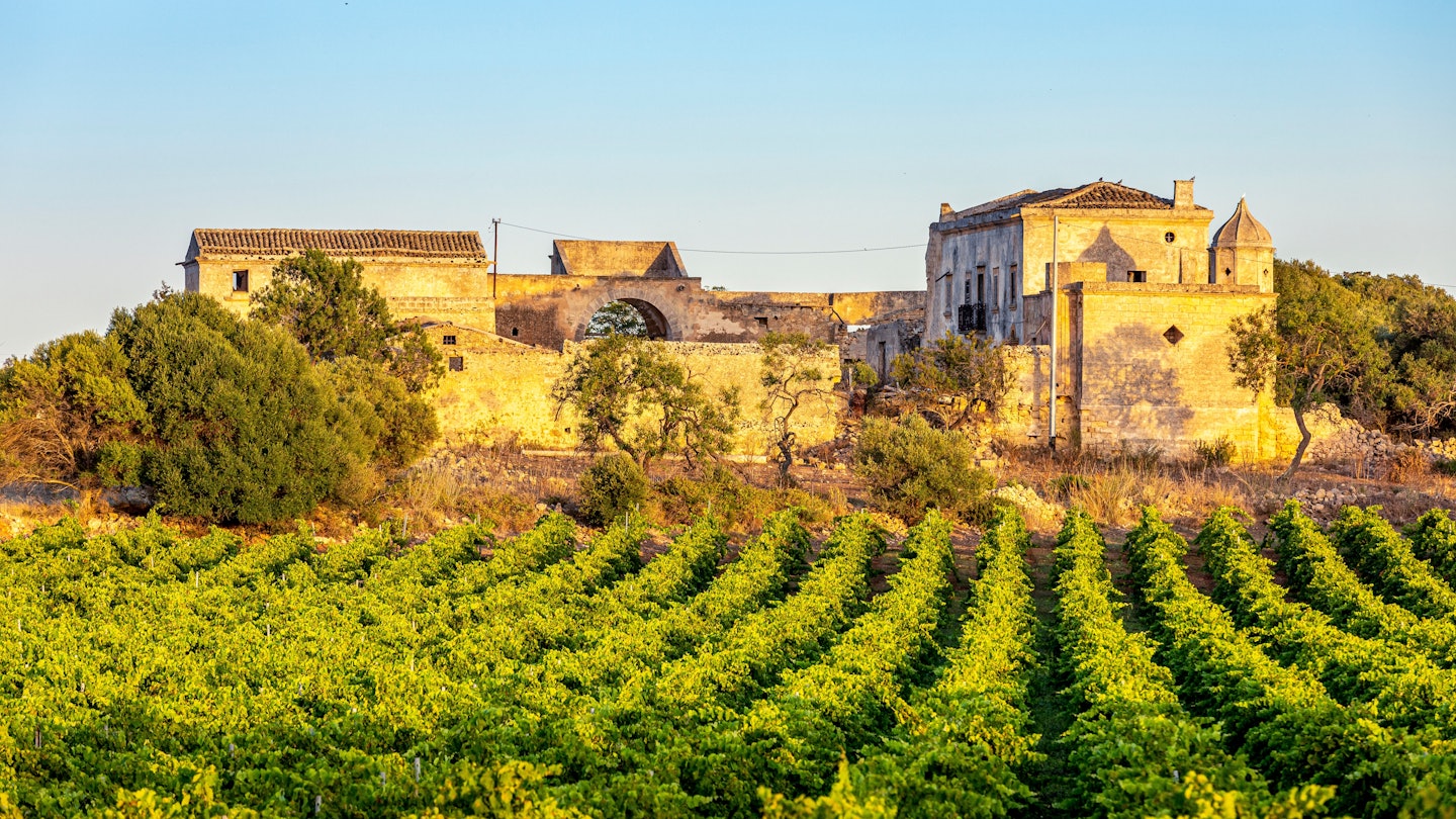 Marsala, Sicily, Italy - July 8, 2020: Vineyards and farmhouse in background in Marsala in Sicily, Italy, License Type: media, Download Time: 2024-12-30T03:13:08.000Z, User: hannahblackie10, Editorial: true, purchase_order: 56530 - Guidebooks, job: Global Publishing WIP, client: Sicily 11, other: Hannah Blackie