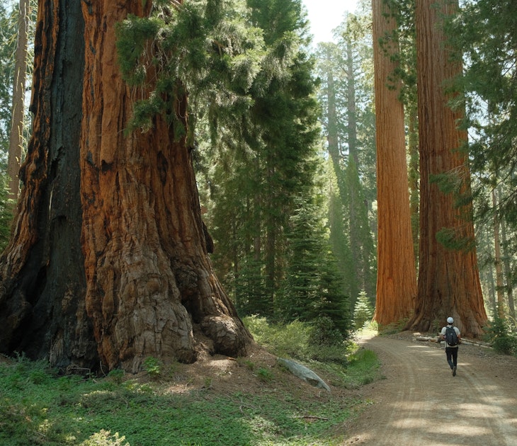 Hiker tourist walking through Ancient giant sequoia trees (Sequoiadendron giganteum) at Mariposa Grove in yosemite national park, License Type: media, Download Time: 2025-05-14T17:29:55.000Z, User: rhylton_redventures, Editorial: false, purchase_order: 65050 - Digital Destinations and Articles, job: Lonely Planet , client: wip, other: Rhianydd Hylton