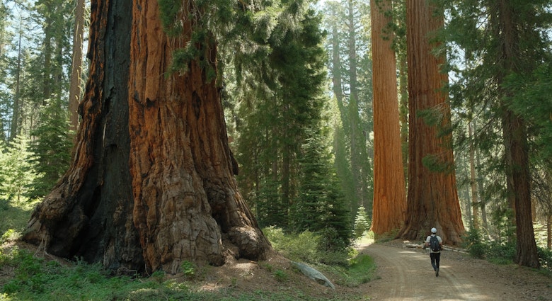 Hiker tourist walking through Ancient giant sequoia trees (Sequoiadendron giganteum) at Mariposa Grove in yosemite national park, License Type: media, Download Time: 2025-05-14T17:29:55.000Z, User: rhylton_redventures, Editorial: false, purchase_order: 65050 - Digital Destinations and Articles, job: Lonely Planet , client: wip, other: Rhianydd Hylton