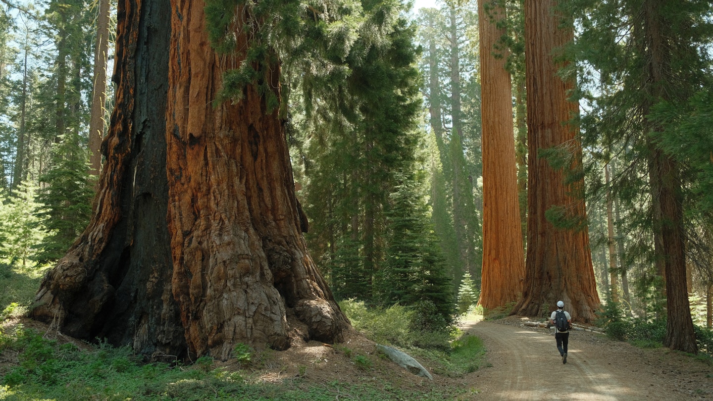 Hiker tourist walking through Ancient giant sequoia trees (Sequoiadendron giganteum) at Mariposa Grove in yosemite national park, License Type: media, Download Time: 2025-05-14T17:29:55.000Z, User: rhylton_redventures, Editorial: false, purchase_order: 65050 - Digital Destinations and Articles, job: Lonely Planet , client: wip, other: Rhianydd Hylton