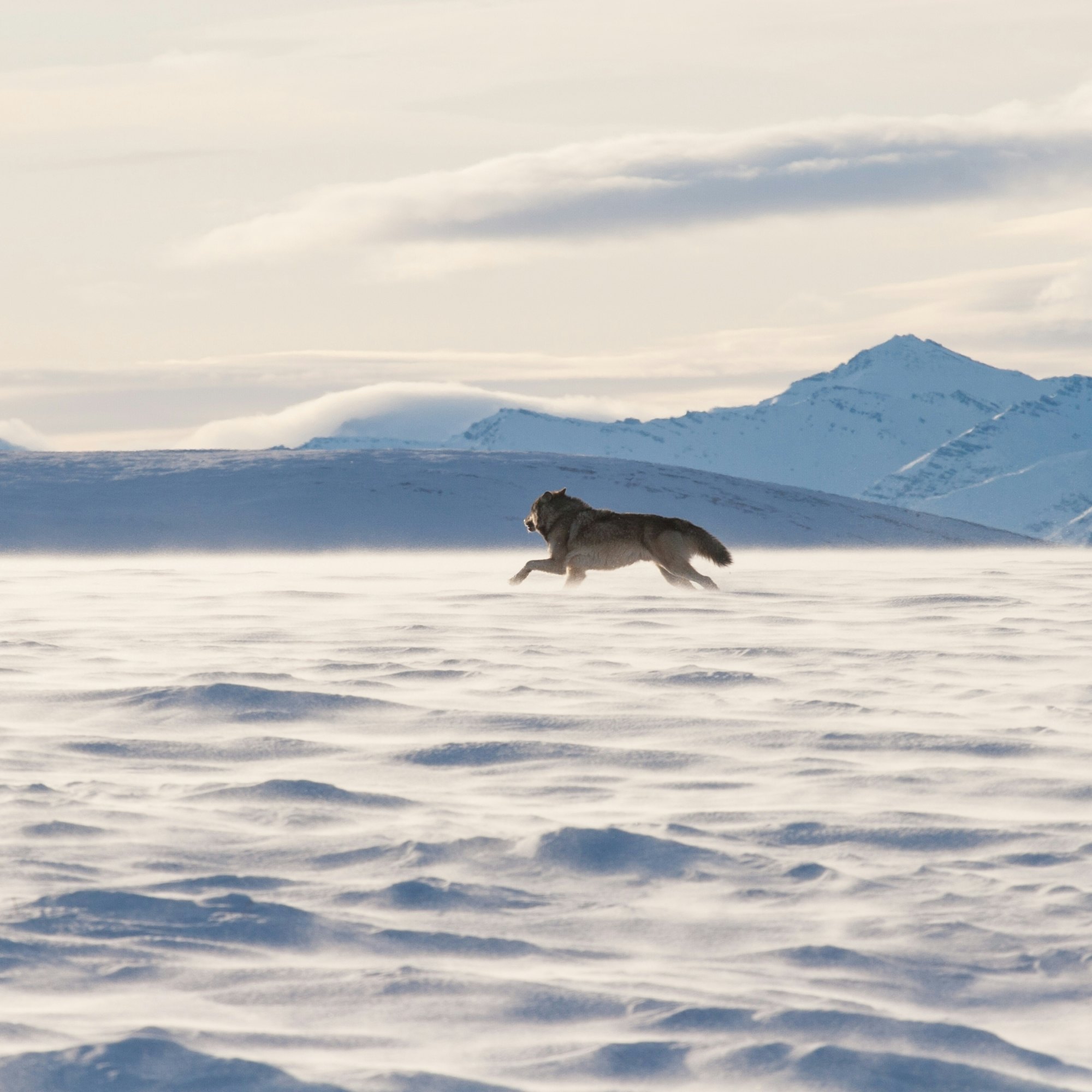 An Alaskan tundra wolf leaps through the blowing snow near the Arctic National Wildlife Refuge, as the Brooks Range looms in the background; Shutterstock ID 378979717; purchase_order: 65050; job: ; client: ; other:
378979717