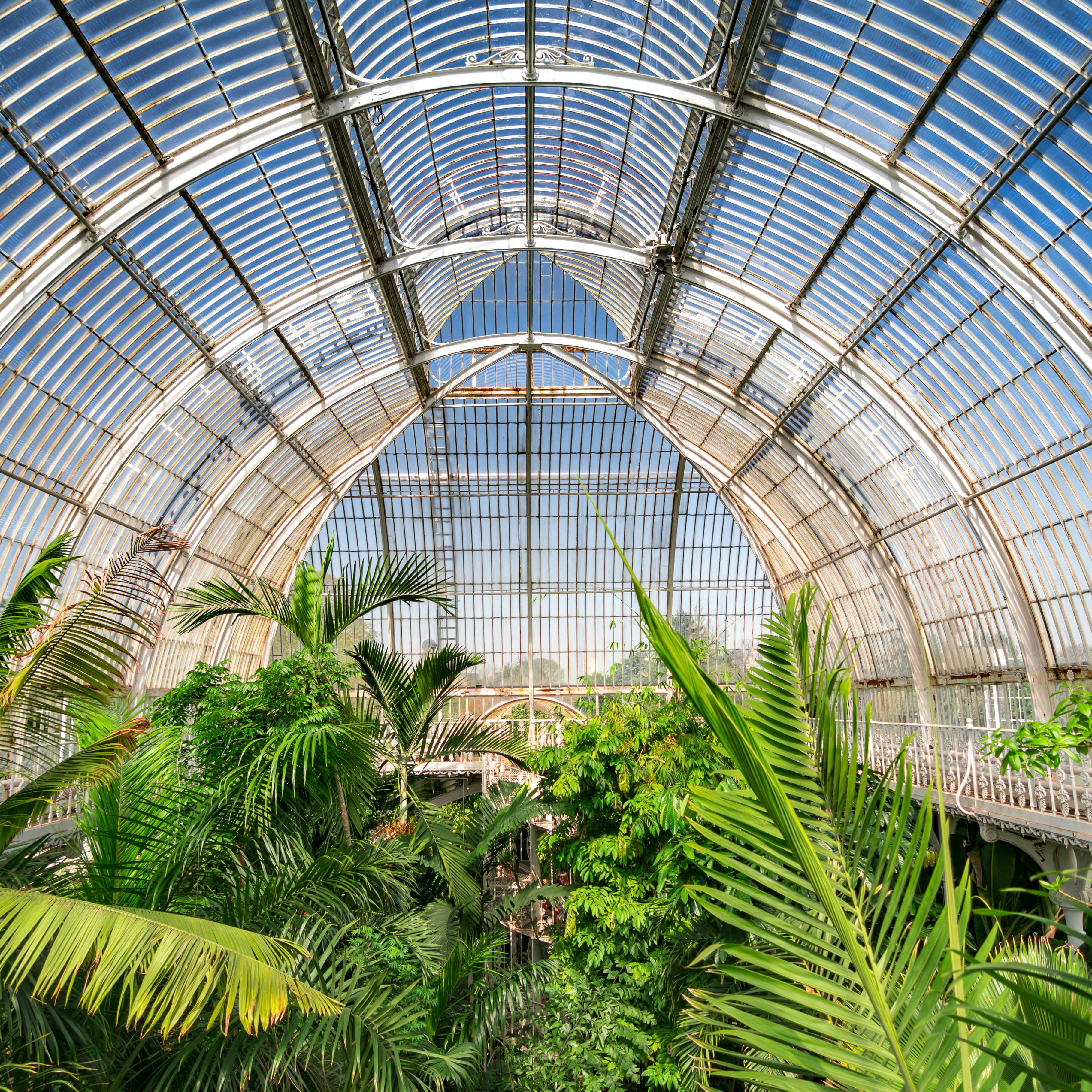 August 2017: Palm garden at a greenhouse in Kew Royal Botanic Gardens.